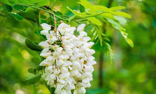 柴胡和生姜一起泡水喝-柴胡加生姜加冰糖有什么功效网柴胡和生姜能熬吗知识网站,分享生姜和柴胡煮水喝可以吗大全