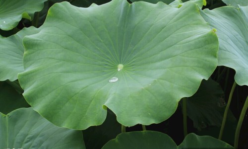 柴胡和生姜一起泡水喝-柴胡加生姜加冰糖有什么功效网柴胡和生姜能熬吗知识网站,分享生姜和柴胡煮水喝可以吗大全